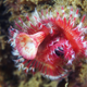 Illustration for article titled Perhaps the Most Beautiful Undersea Photography Weve Ever Seen